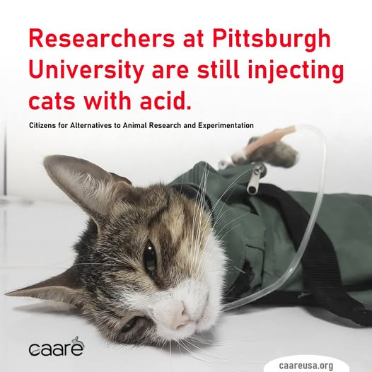 tiger26931's tweet photo. STOP PITTSBURGH UNIVERSITY!
SIGN HERE https://t.co/Y8OpEVV2fw https://t.co/N6RKQEV4wb