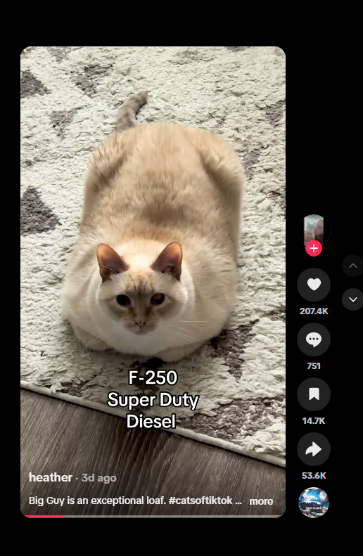 johnsmithxouy's tweet photo. well this fucking Ford F250 Super Duty Diesel truck of a cat is going insanely viral.

200k likes in just 1 day with over a million views,

we finally have our loafcat runner we been waiting for

https://t.co/f3j05IIU0Z https://t.co/ZKDG9AXtiu
