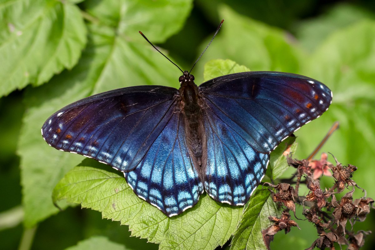 BackInTheYard's tweet photo. Finally! Here's a gorgeous red-spotted purple butterfly (Limenitis arthemis) that wasn't chased away by our mob of male monarchs in our black raspberry patch. #butterfly #butterflies #Lepidoptera #Illinois #nature #photography #photographylovers #wildlifephotography https://t.co/jbsmh5secS