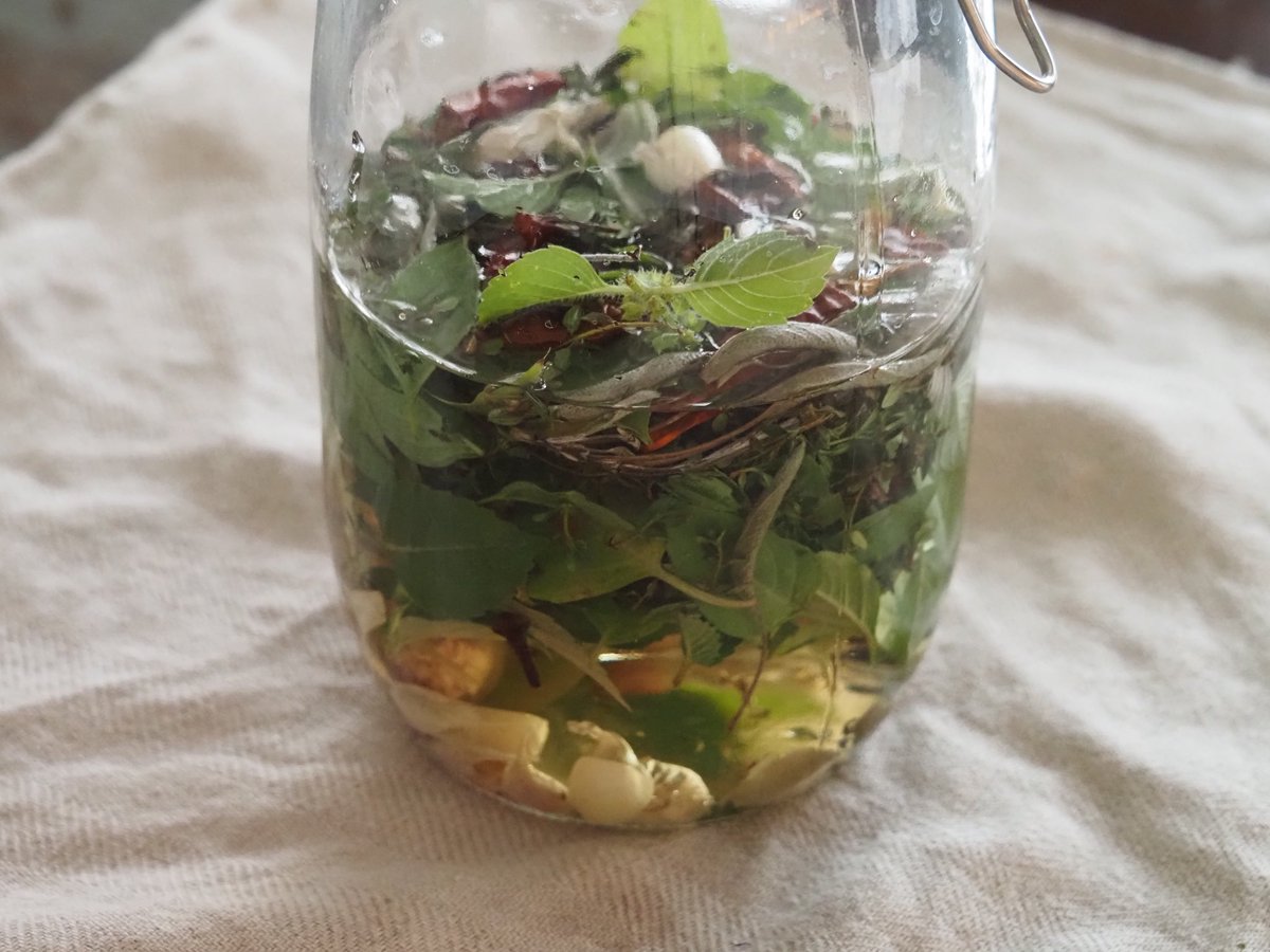 papiyo28apple's tweet photo. 先日ダンゴムシに種や新芽を食べられてしまい、対策のためお酢と焼酎にハーブを漬け込んでストチュウを作りました
（美味しそうな香り☺️）
#エコロジカルハーバリズム園芸
#JAMHA #病害虫対策　#ハーバルライフ
#Funemarineherbs東京 https://t.co/oPP5N9MHmp