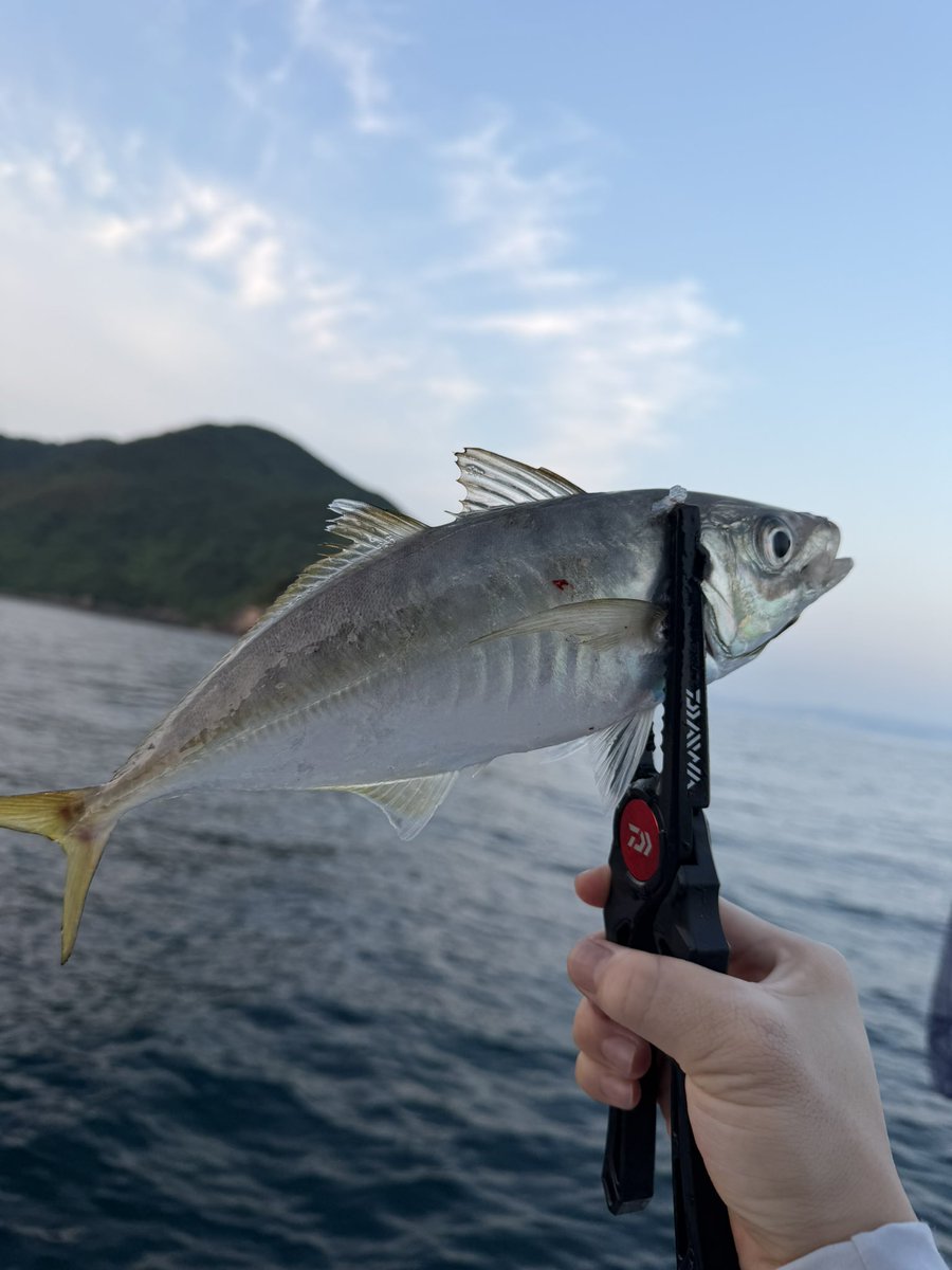 Matchrate666's tweet photo. やはりアジこそ至高釣ってヨシ食べてヨシ
最高の魚すぎるエデン開拓成功 https://t.co/6dHOrC5Urh