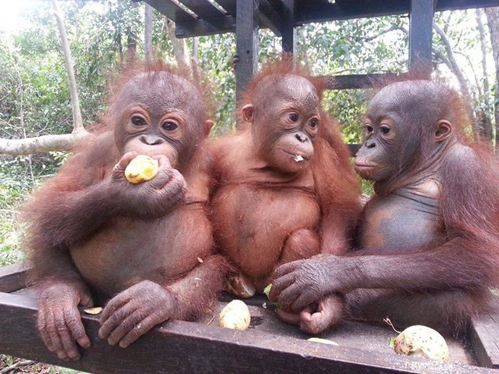 moonsong111's tweet photo. yup eating fruit with ma friends! https://t.co/BChcaWjkHv