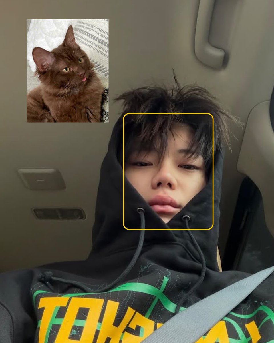 un6ho's tweet photo. introducing my cats :3 https://t.co/W3huMcAfWY