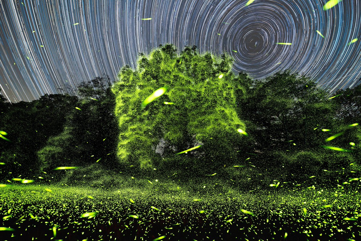 juliancd38's tweet photo. this summer, the fireflies showed me their favorite tree https://t.co/Vb146b7tTN