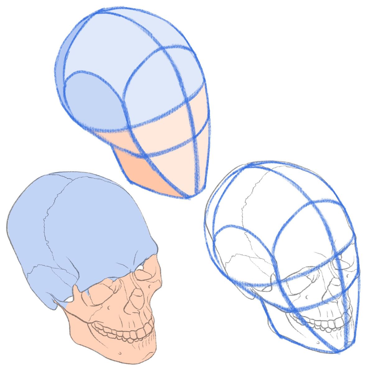 fznutri's tweet photo. Different skull positions. https://t.co/Z0iyIJNcS9
