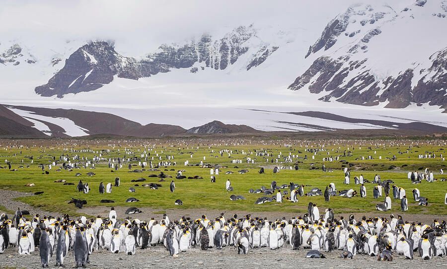 joancarroll's tweet photo. Penguins and Seals on Salisbury Plain South Georgia Island! https://t.co/dDxWqdPwud #penguins #kingpenguins #seals #furseals #wildlife #wildlifephotography #birds #birdwatching #mountains #landscape #snow #plains #southgeorgia #salisburyplain #buyart #wallart #artforsale #artstore #travel #travelphotography #wallartforsale #giftideas @joancarroll