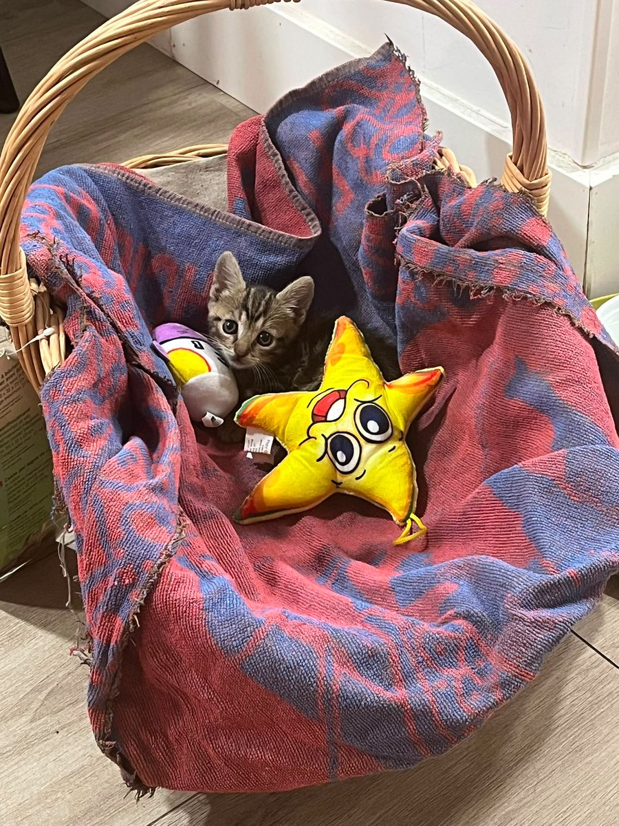 Locadelatos's tweet photo. #gatoadopcion gatita de un mes encontrada en la calle. Madrid. Si alguien está interesado en adoptarla que me escriba. #adopta #gatita #Madrid https://t.co/WQHCIW8d3P