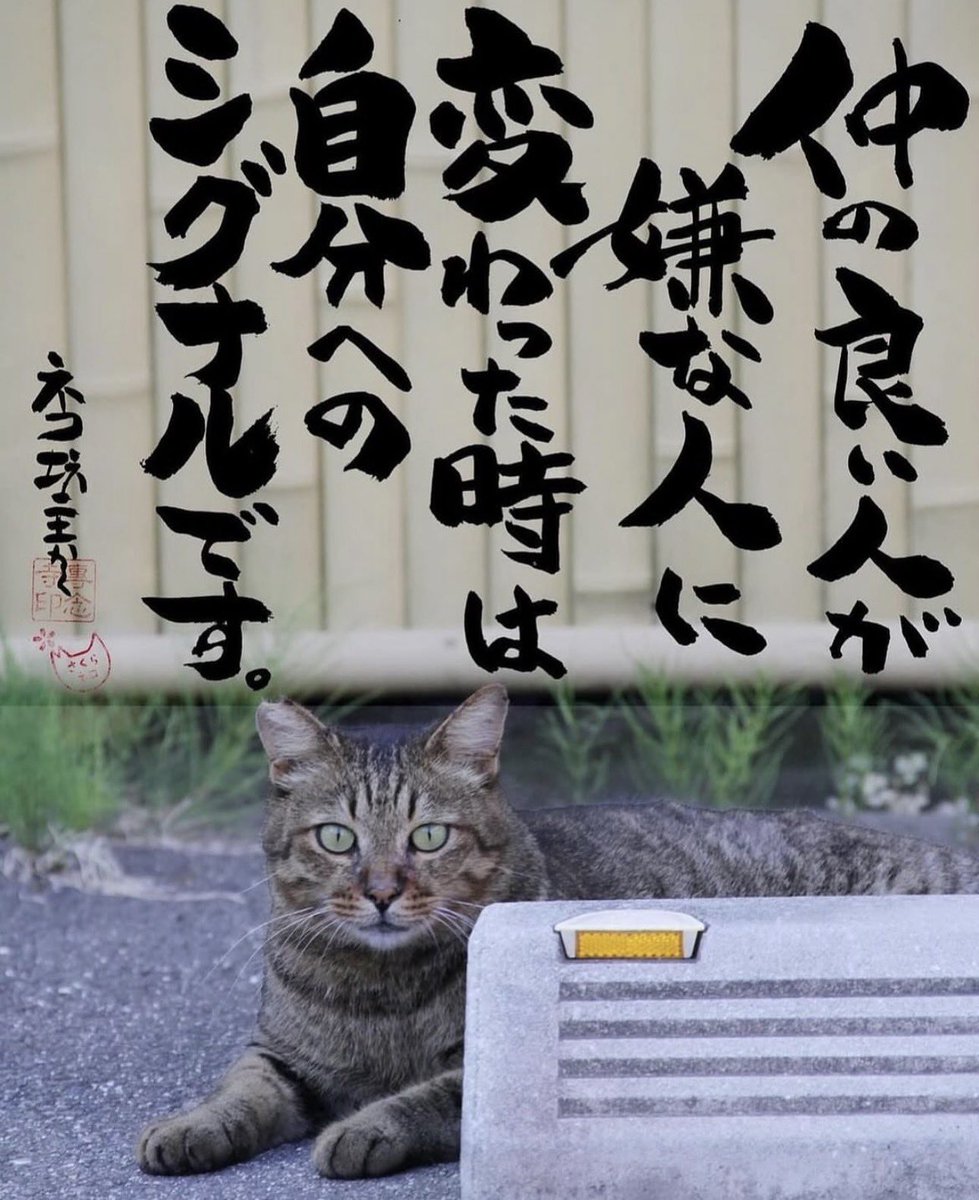 yabumoto610's tweet photo. ネコさんから人間さんへ今日の一言 https://t.co/mGqXs0vIkU