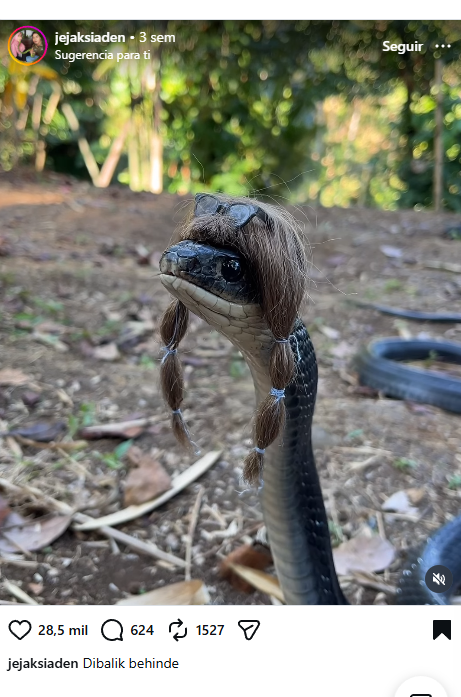 mistraxbt's tweet photo. This jeet put a wig on this snake and its going insanely viral 

28K LIKES AND 3M Views its the animal to send 

https://t.co/VFOBZtNO8I https://t.co/aAvUoXUdSa