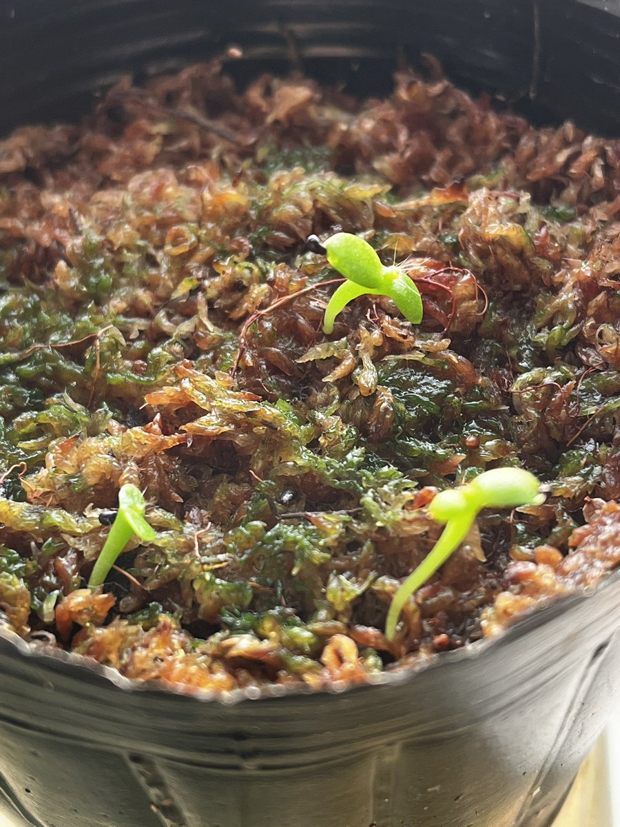 kuro2fa's tweet photo. ハエトリソウの芽🌱 https://t.co/gTc6pITsap