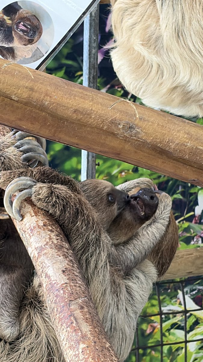 mochihamo's tweet photo. ネオパークその2
目潰し！

#ネオパーク　#フタユビナマケモノ　#もずく　#しらす　#カボス
2026.08.02 https://t.co/E5NirnxHZt