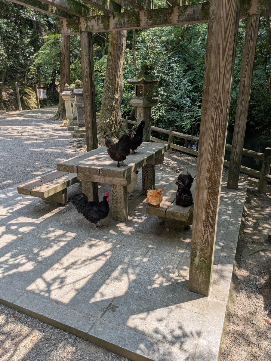 KG_Holy's tweet photo. 奈良県天理市の石上神宮(いそのかみ-)参詣⛩️
写真1枚目は摂社出雲建雄神社拝殿(国宝です)。御神鶏のニワトリもこの暑さでは動きがにぶいです https://t.co/fFPej5sJVM