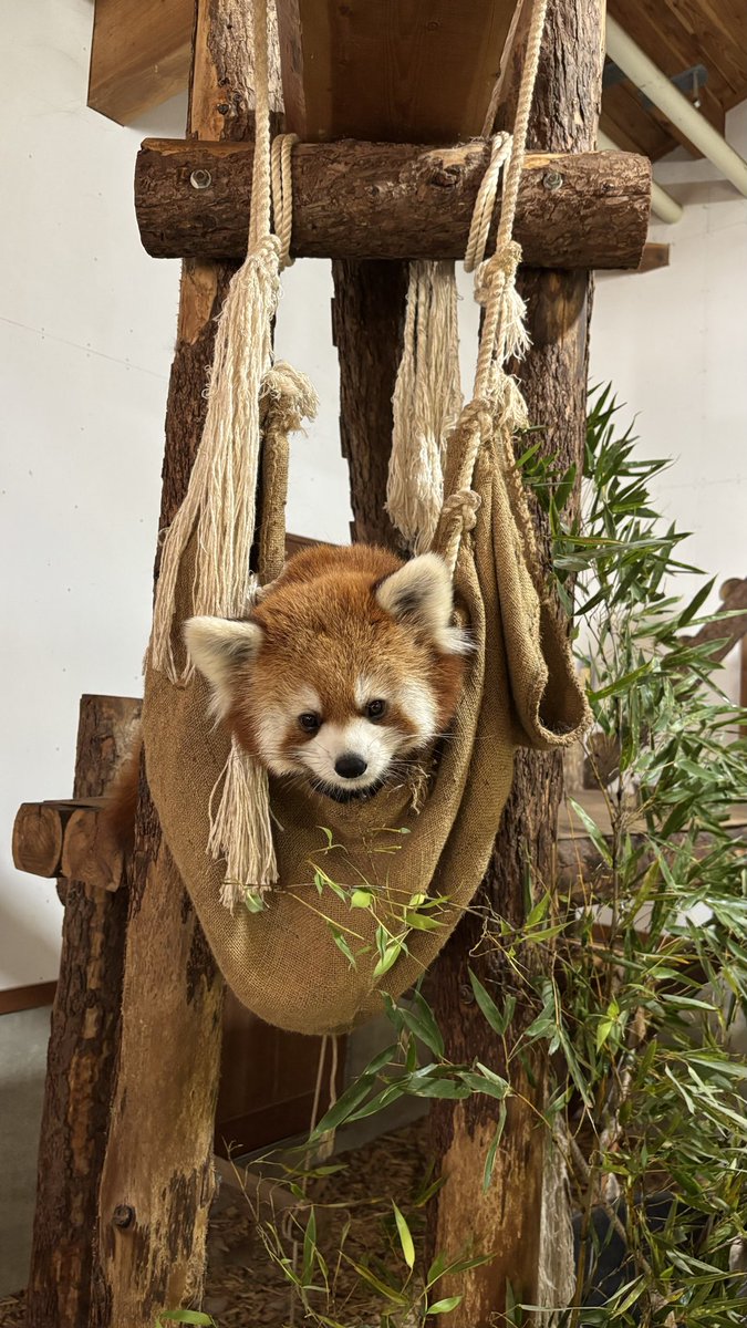 chausuyamazoo's tweet photo. 8/4    𝐇𝐀𝐏𝐏𝐘 𝐁𝐈𝐑𝐓𝐇𝐃𝐀𝐘🍰
          レッサーパンダの「ミロ」
1歳になりました！元気にお客様の上を走り回っています😄
ミロくんの成長をこれからも暖かくお見守り下さい(  . .)"
#茶臼山動物園 
#城山動物園 
#レッサーパンダ
#ミロ 
#1歳になりました‼️ https://t.co/y1WTQ54on9