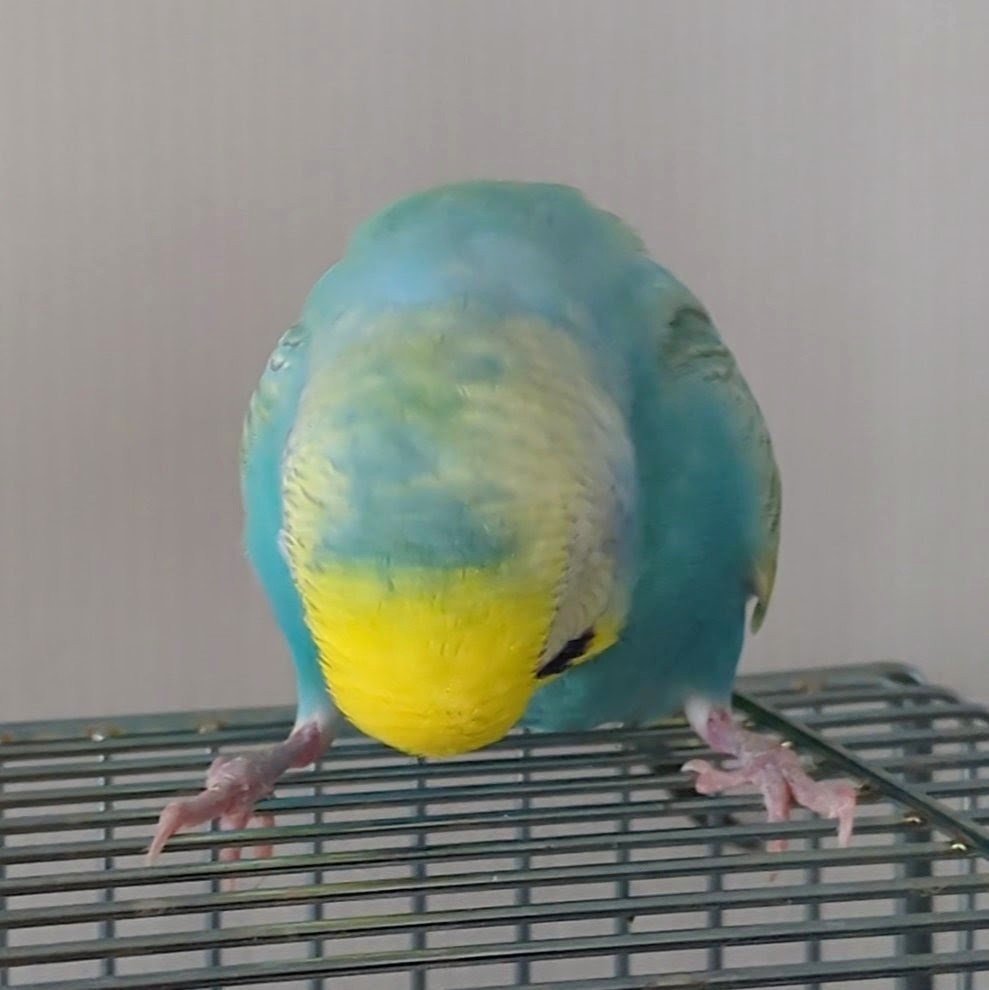 torichandayone's tweet photo. インコのかわいい頭を見てほしい https://t.co/qUY45hvZ3e
