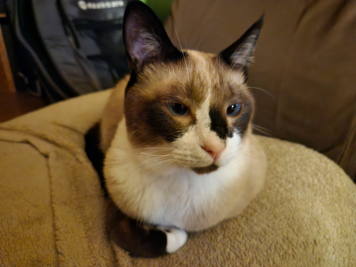kuroda_t5_ltd's tweet photo. 右手かわいすぎ
#catlife #猫のいる暮らし #snowshoecat #スノーシュー猫 #SoCuteHand https://t.co/87dHloKSZW