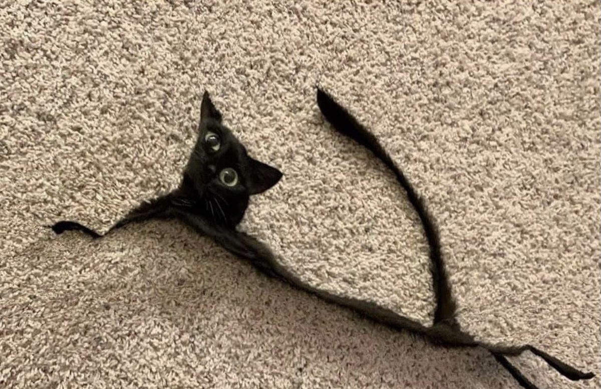 dingusbabingus's tweet photo. Cats don’t even scream at you for food anymore they just look at you like this https://t.co/y5ltotrrV3