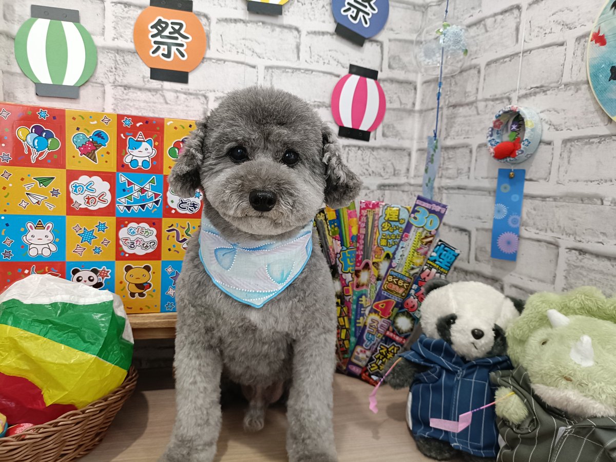 rumu_ta's tweet photo. わんちゃんの紹介🐶
プードルのTAROくん(^^)

全体的に整えました✂
大人しくて良い子です(*´ω｀*)

またお待ちしてます('ω')ノ
＃トリミングサロン　＃プードル　＃小田原市　＃南足柄市　＃ルムータ https://t.co/moMTj7FYXW