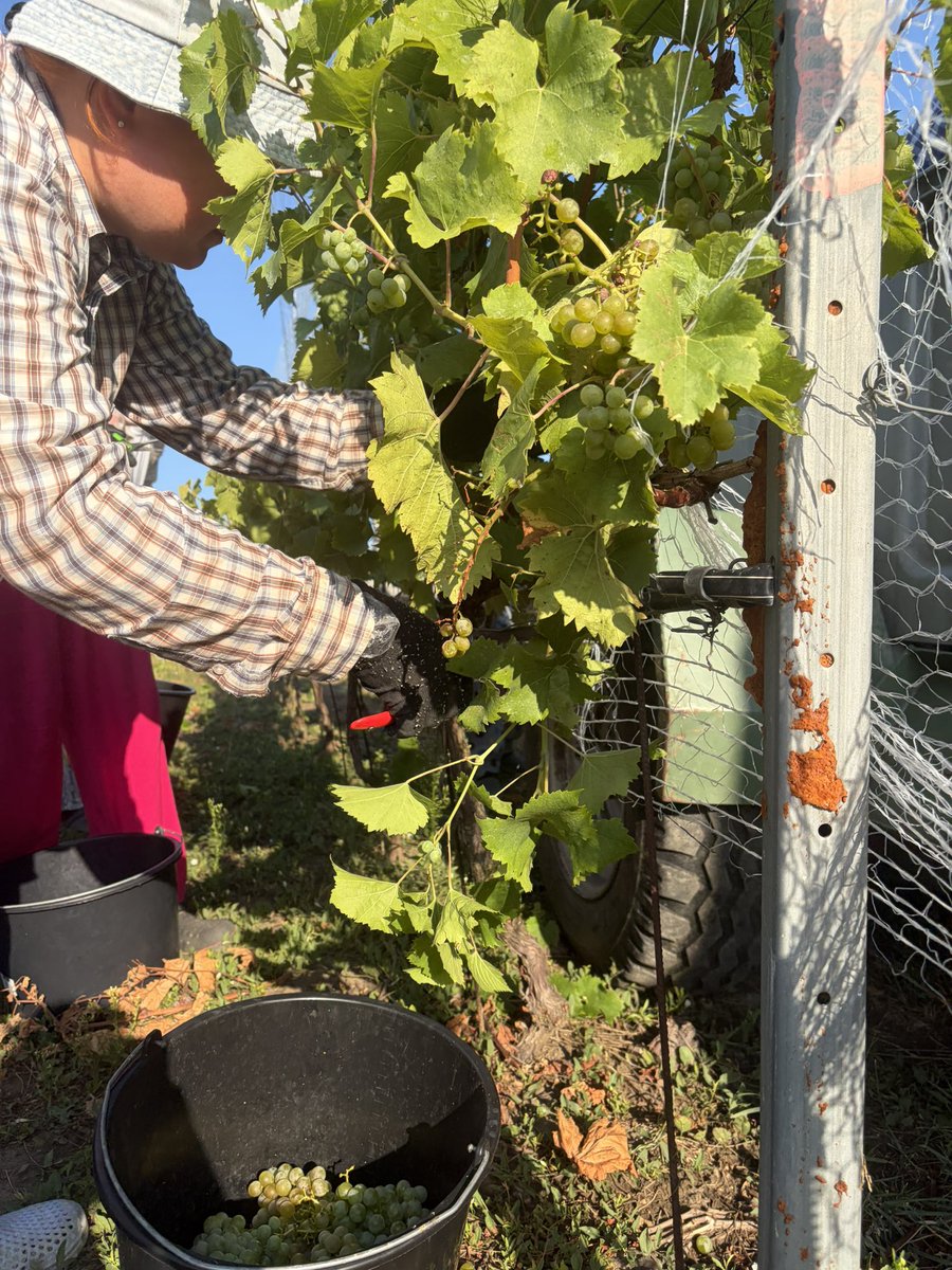 HlavkovaAny's tweet photo. Na jižní Moravě začalo vinobraní 🍇 Z nejranějších odrůd hroznů bude do několika dní první burčák. 🍷 Vinařství Chatteau Valtice ho začne prodávat v pátek, za stejnou cenu jako loni. @iRozhlasJVM https://t.co/nj4LCDRVHc