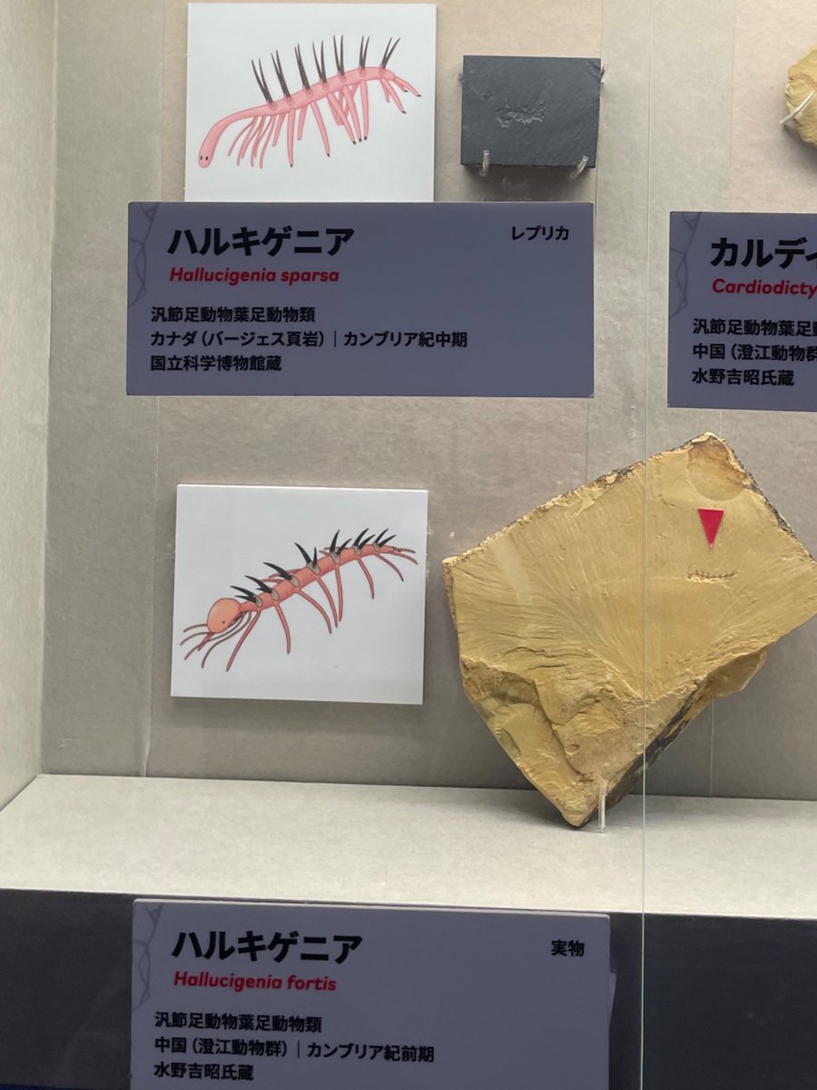 haruringo4's tweet photo. とても面白かった！
ハルキゲニアとサカバンバスピス（模型）が見れて熱かった！ https://t.co/fN715muahH