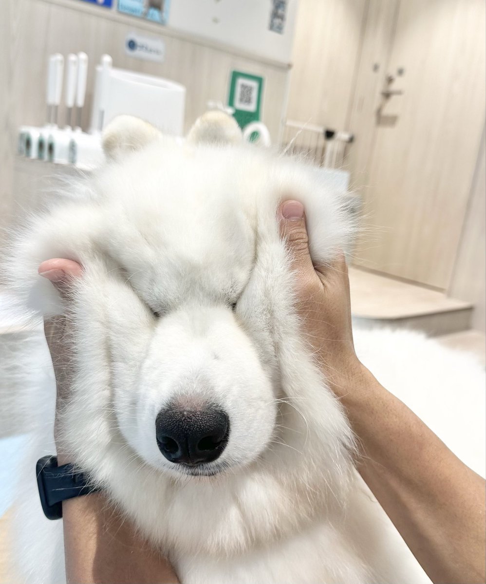 samoyed_cafe's tweet photo. されるがままのサモエドさん https://t.co/dsssHwe0Rl