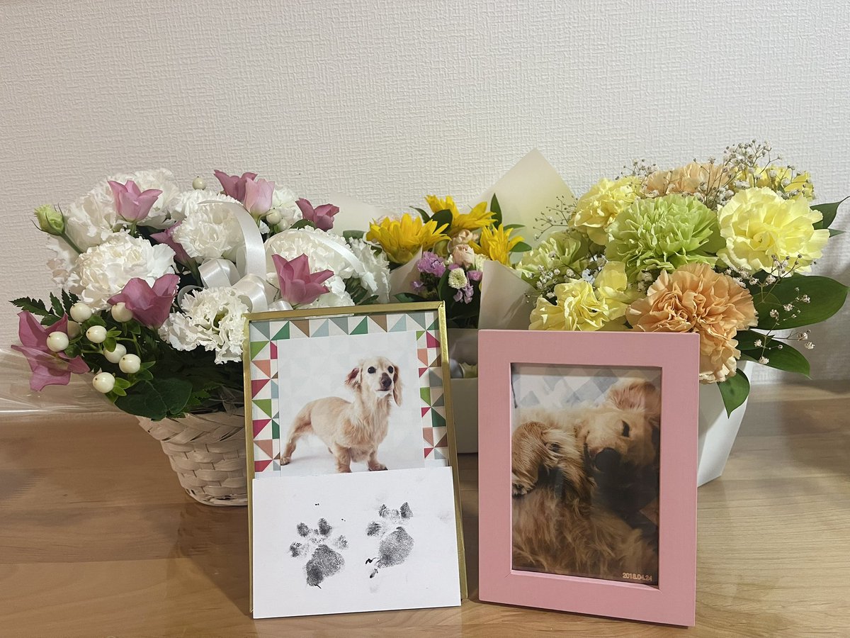 hyu_hyu_hyuga's tweet photo. 【ご報告】
7月24日の朝
大切な家族とのお別れ

チビが腎不全のため
僕の腕の中で息を引き取りました。

翌日コロと一緒に虹の橋まで見送ってきました。

これまでチビの名前をたくさん呼んでくださり、本当に本当にありがとうございました🐾

チビのためにも これからの活動も頑張ります🐶 https://t.co/lpFKR2mef8