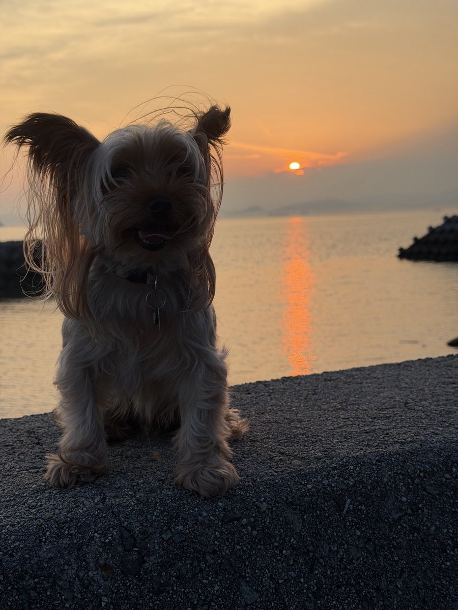 MamaMidai's tweet photo. 続きの夕焼け
今日もやっぱり分厚い雲に
邪魔されました😅🐶 https://t.co/chTkcQMA43
