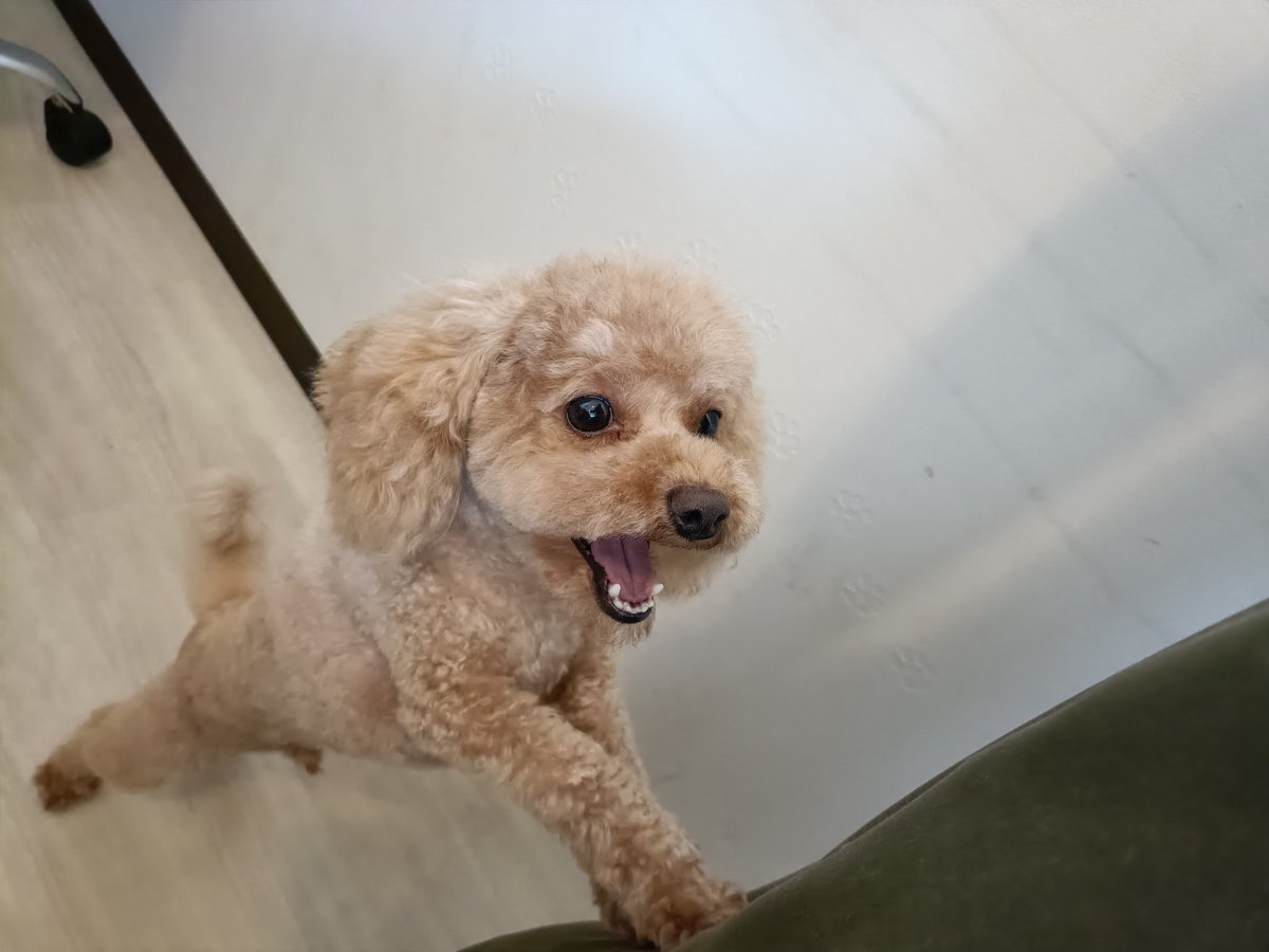 rumu_ta's tweet photo. わんちゃんの紹介🐶
プードルのモコくん(^^)

短くなってサッパリしました✂
耳は長めです🤗

またお待ちしてます('ω')
＃トリミングサロン　＃プードル　＃小田原市　＃南足柄市　＃ルムータ https://t.co/LtwGNcGct6