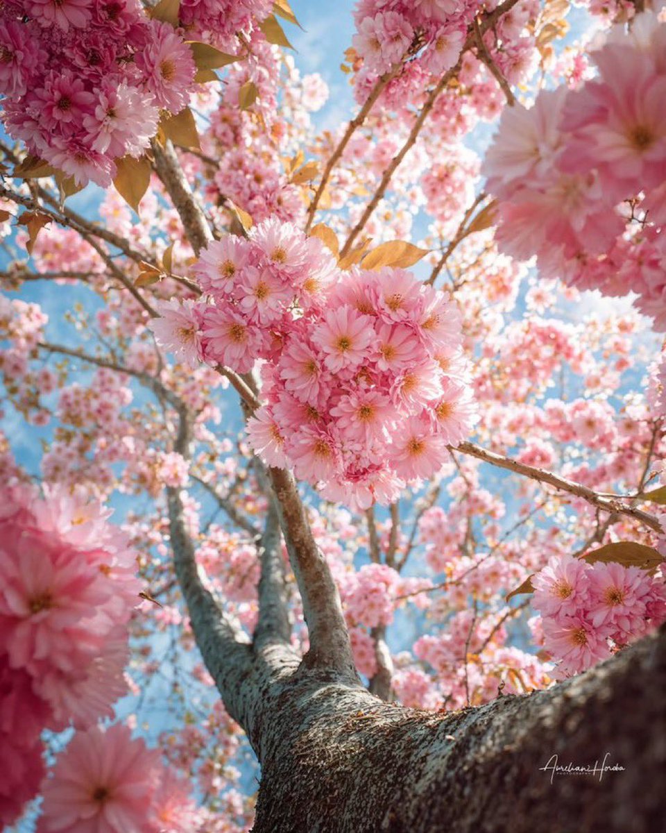 JeanetteEliz's tweet photo. Hello Everyone! 🩷 Have a beautiful day 💞🌸💕 https://t.co/MMnygPPPzL