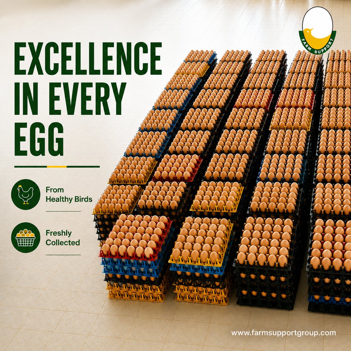 Farmsupportgrp's tweet photo. 🥚 EXCELLENCE IN EVERY EGG
Quality starts with healthy birds and proper care. Every egg we produce is freshly collected, carefully handled, and delivered with a commitment to excellence.
#farmsupportgroup #fresheggs #qualityeggs #poultryfarming #farmtotable https://t.co/2ioolNA1tA
