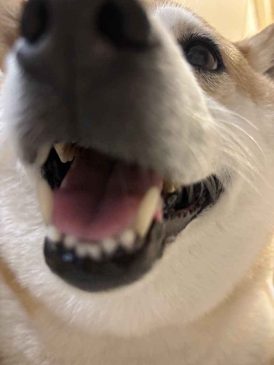 BlogKogimomo04's tweet photo. かわいい♡
 #柴犬
 #ふくちゃん
 #コーギー
 #くまちゃん https://t.co/r1SU8FXLes