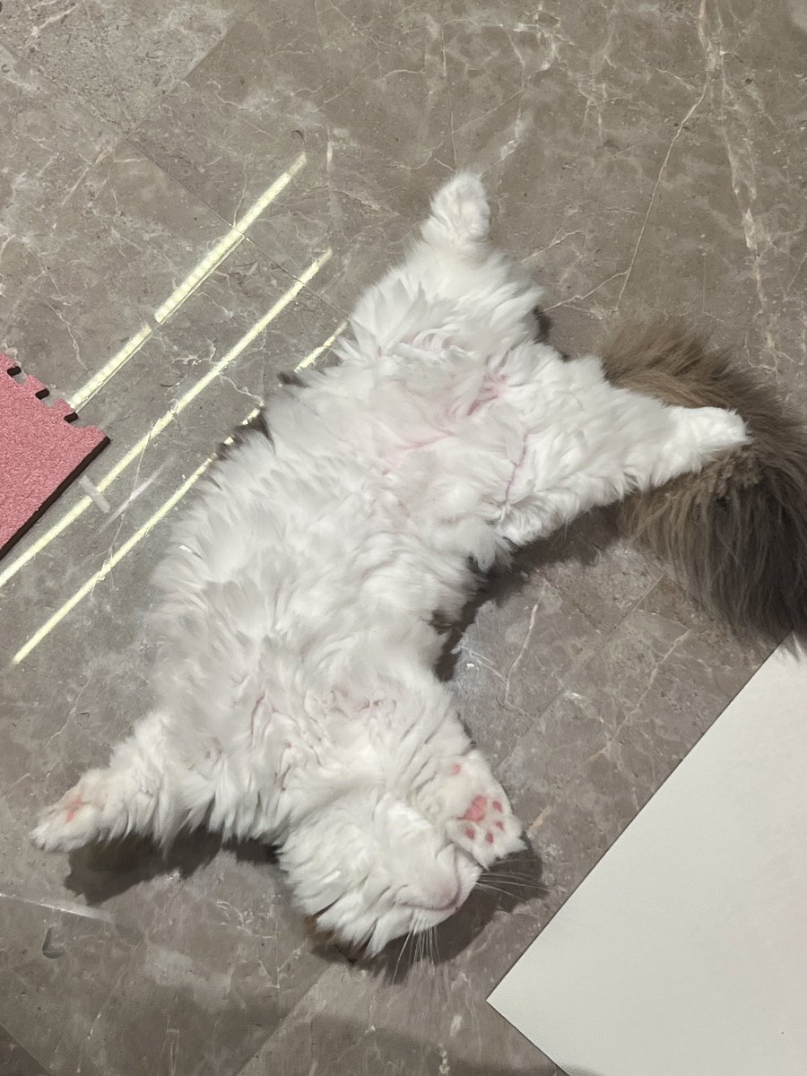 shirobabu's tweet photo. お風呂上がって洗面所から出たらこれ
覗こうとしてた？ฅ^•ω•^ฅ https://t.co/oYOw9vbU7u
