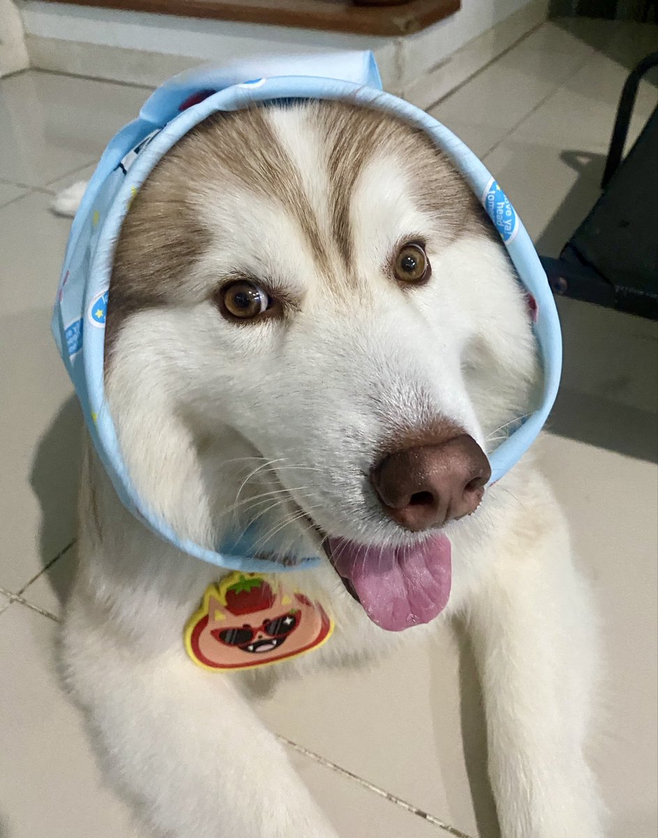 FonBB9's tweet photo. เมื่อมีแม่เป็นติ่งฟอสบุ๊ค🦊🍅🤣
#forcebook
#force_ #kasibook #TOMAFOX https://t.co/D9kcxwsXFF