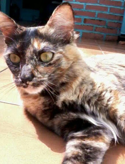 InolegnaRdg's tweet photo. @AbrigoMeimei como assiimmmm tem gnt que não aprecia uma belezura dessas? https://t.co/gOs8YrExYE