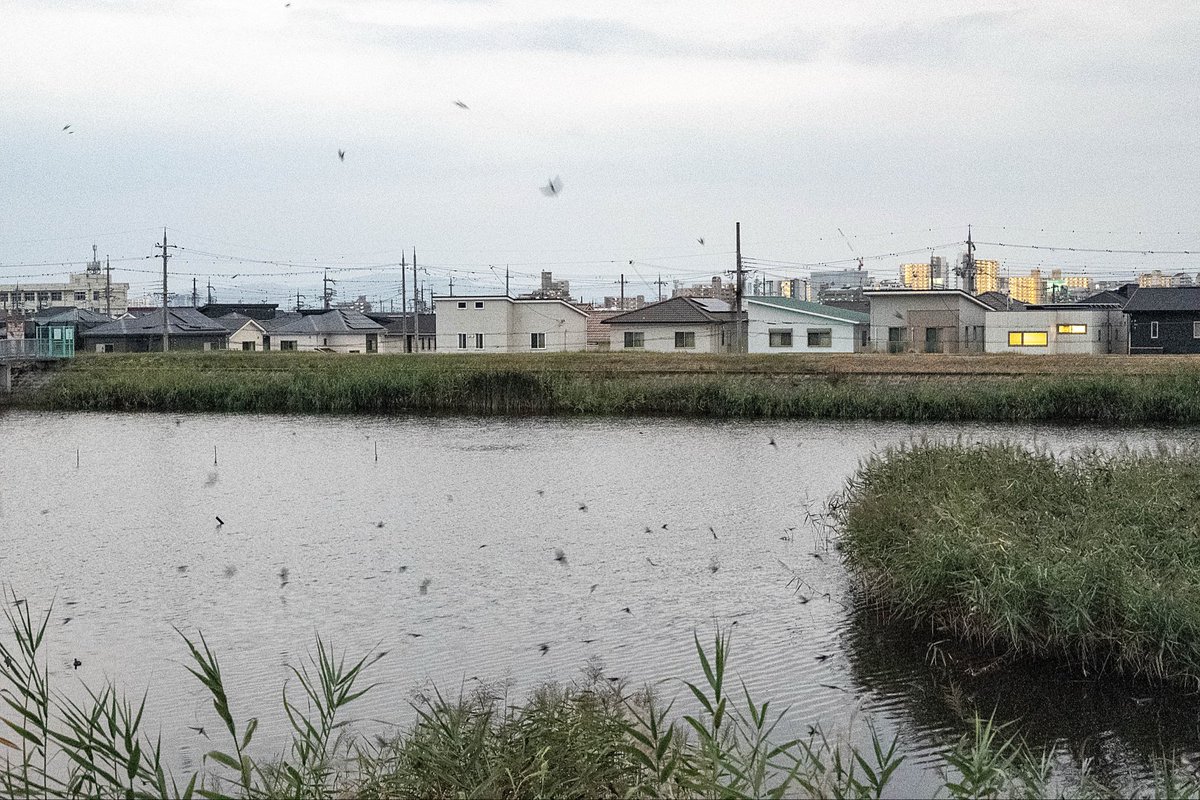 startotanka's tweet photo. 飛び来たる八十島池の葦原へ
ツバメ二万羽ねぐらへ急ぐ

#短歌写真部　テーマ「飛ぶ」 https://t.co/wlSIRzUDq9