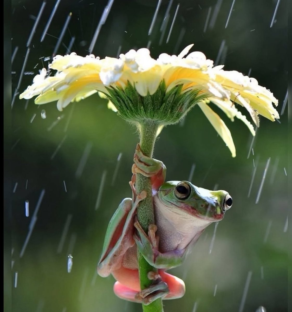 Puppieslover's tweet photo. Tony frogs using petals as umbrellas when it rains https://t.co/H7wz8JgxSC