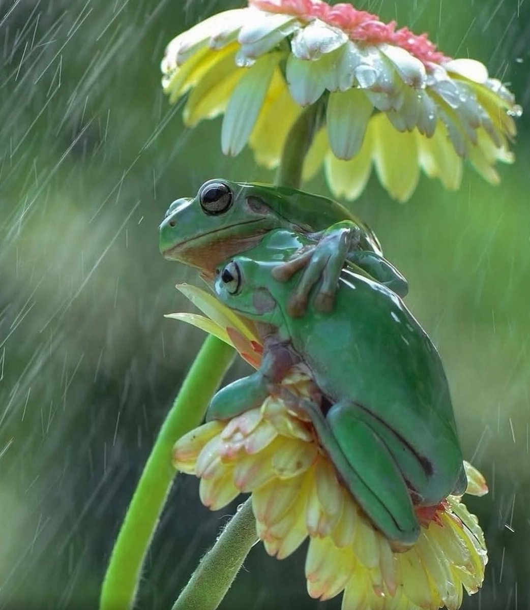 Puppieslover's tweet photo. Tony frogs using petals as umbrellas when it rains https://t.co/H7wz8JgxSC