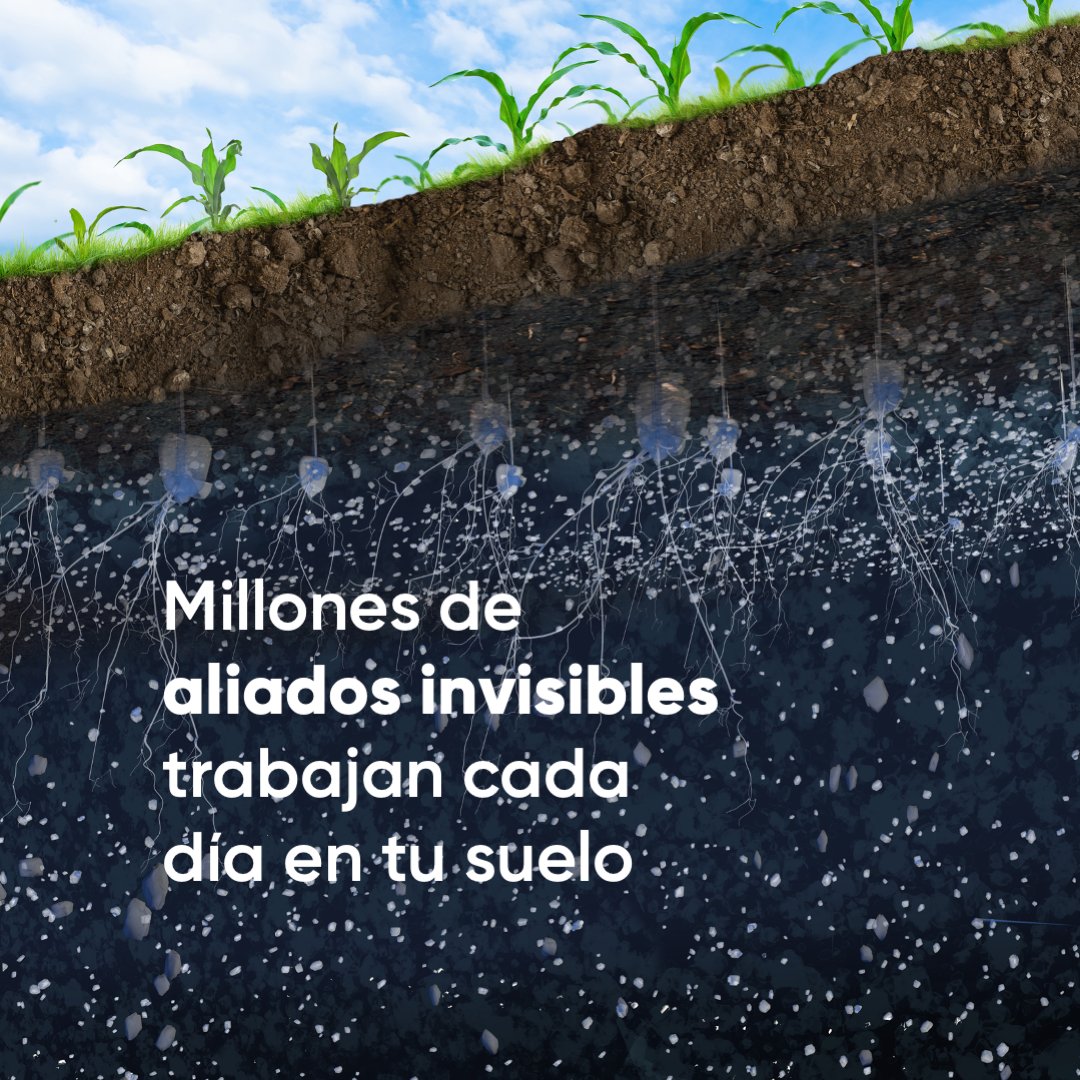 CortevaES's tweet photo. Bajo la superficie del suelo existe una enorme comunidad de microorganismos que influye directamente en el desarrollo del cultivo. https://t.co/HGhJgVhRw5