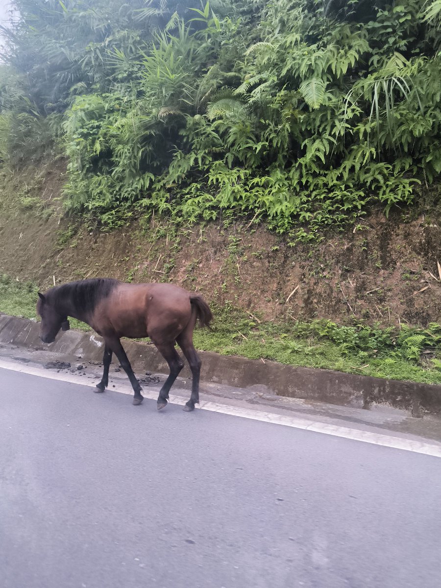 salute_00's tweet photo. 犬と鶏と水牛と馬が野良で散見される…。
車で迎えに来てもらって赤ダオ族の集落に来た
バイク借りて来ようと思ってたけどこれは運転できる道ではないわ
しばらくここにお泊り
部屋はめっちゃ綺麗で木のいい匂いする https://t.co/F13yyPk3Kl