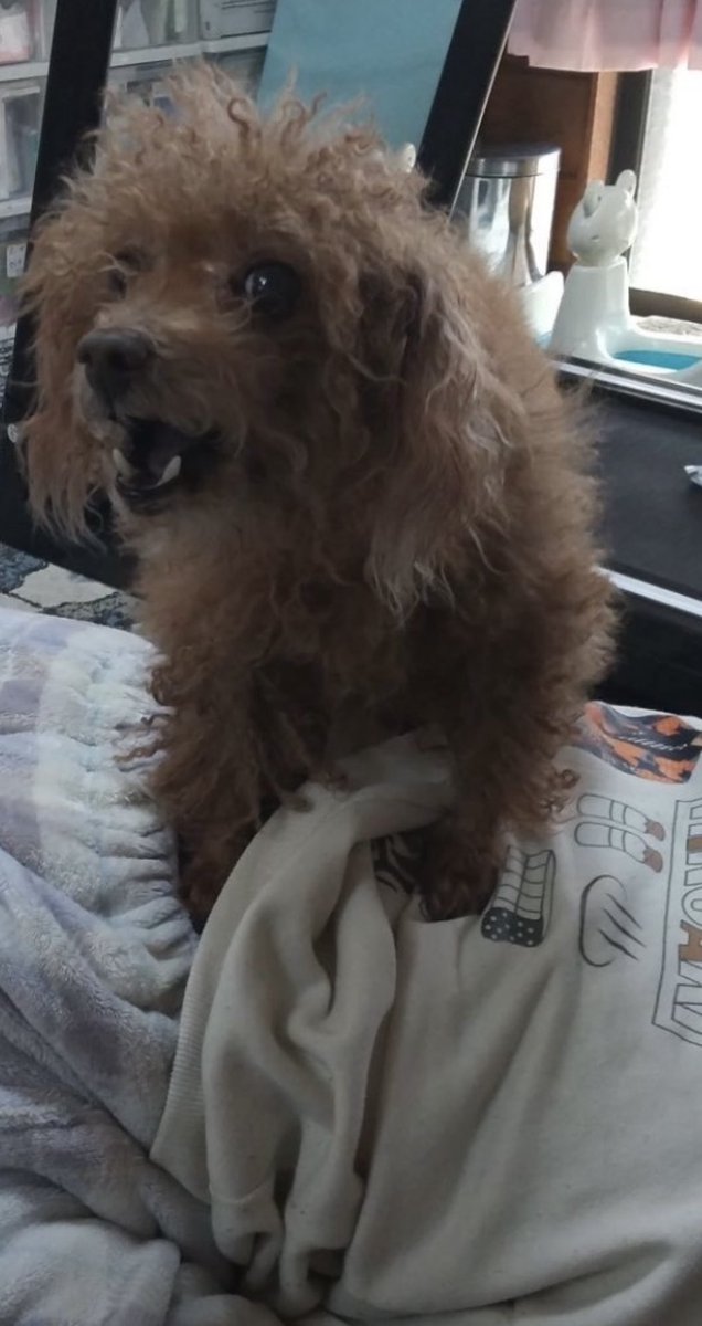 privateeye_pet's tweet photo. 【迷子犬を探しています‼️】

愛媛県松山市小栗 石手川緑地にて

8月4日から行方不明になりました💦

目撃した方はリプライやDMをいただけますと幸いです🙇‍♂️

名前：ラム
性別：オス（去勢済）
年齢：10歳
特徴：トイプードル

#迷子犬 #犬 #迷い犬 #愛媛県 #松山市 #拡散希望 #迷子ペットを守りたい https://t.co/RgvJG9LZQr