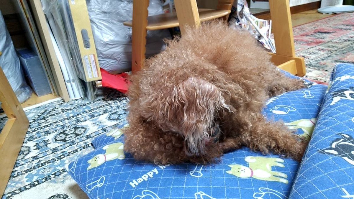privateeye_pet's tweet photo. 【迷子犬を探しています‼️】

愛媛県松山市小栗 石手川緑地にて

8月4日から行方不明になりました💦

目撃した方はリプライやDMをいただけますと幸いです🙇‍♂️

名前：ラム
性別：オス（去勢済）
年齢：10歳
特徴：トイプードル

#迷子犬 #犬 #迷い犬 #愛媛県 #松山市 #拡散希望 #迷子ペットを守りたい https://t.co/RgvJG9LZQr