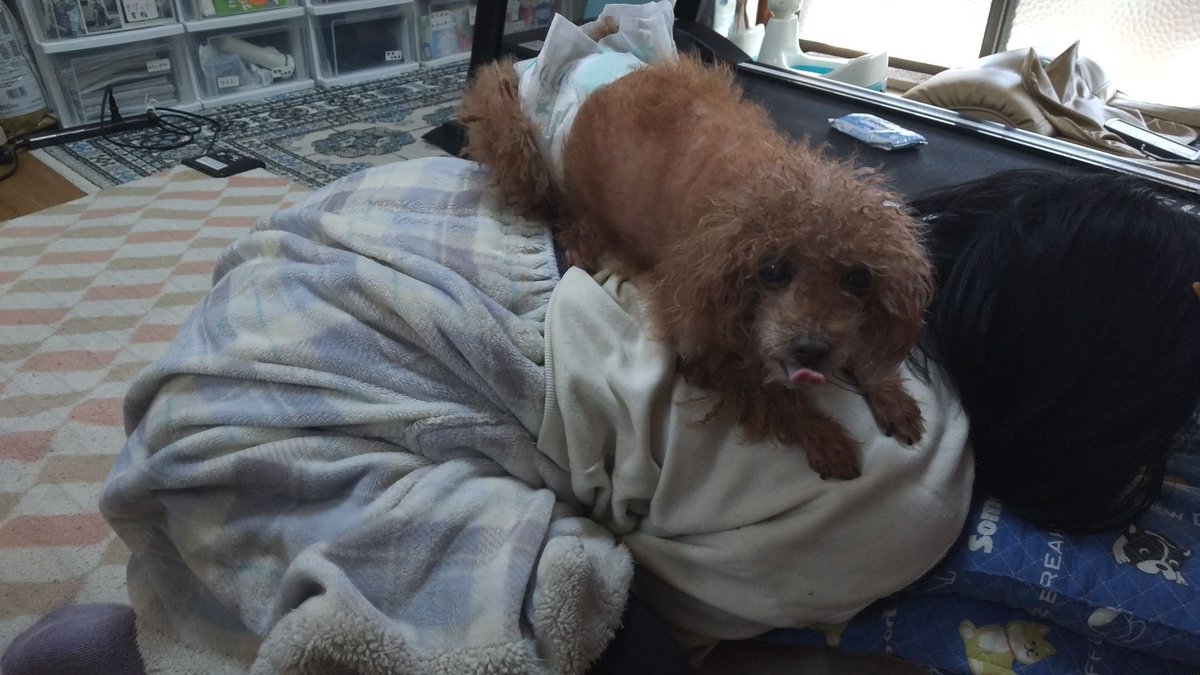 privateeye_pet's tweet photo. 【迷子犬を探しています‼️】

愛媛県松山市小栗 石手川緑地にて

8月4日から行方不明になりました💦

目撃した方はリプライやDMをいただけますと幸いです🙇‍♂️

名前：ラム
性別：オス（去勢済）
年齢：10歳
特徴：トイプードル

#迷子犬 #犬 #迷い犬 #愛媛県 #松山市 #拡散希望 #迷子ペットを守りたい https://t.co/RgvJG9LZQr