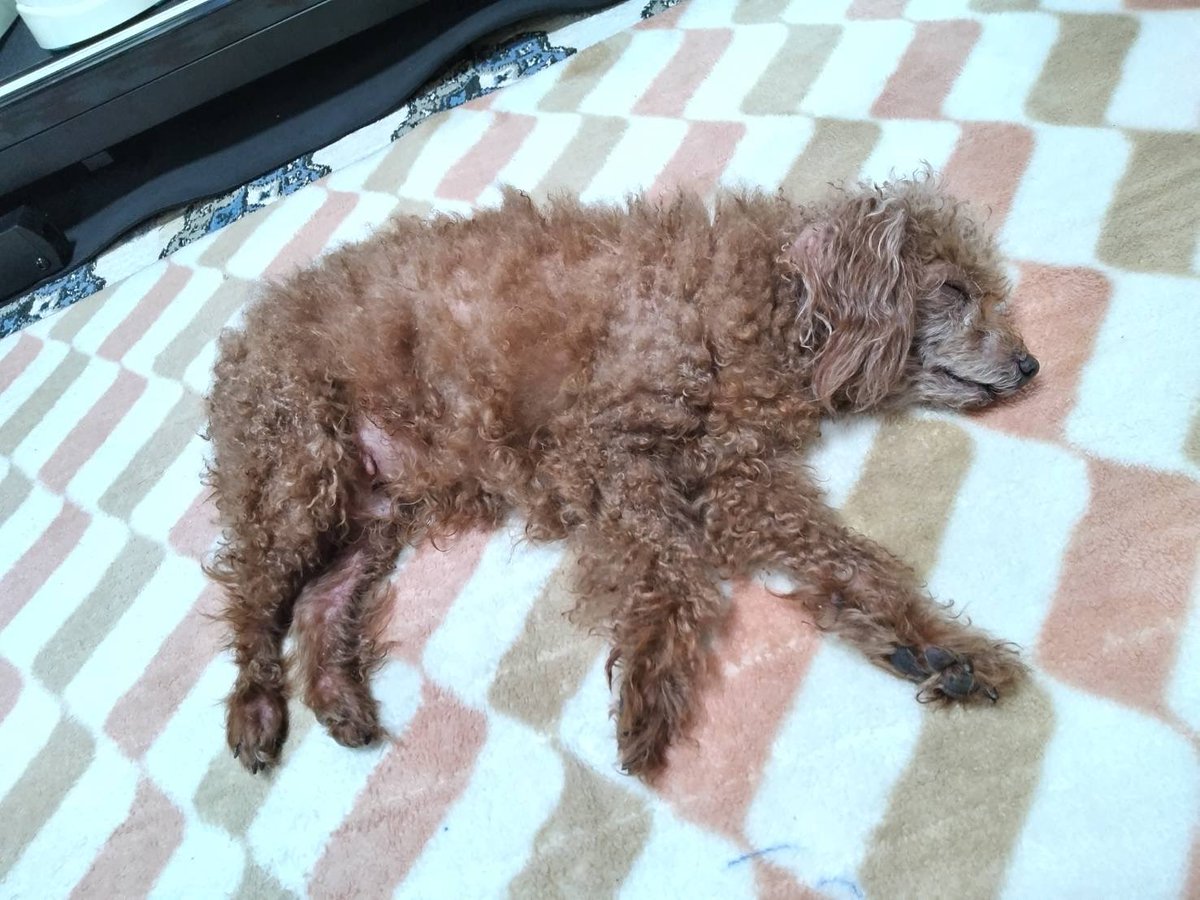 privateeye_pet's tweet photo. 【迷子犬を探しています‼️】

愛媛県松山市小栗 石手川緑地にて

8月4日から行方不明になりました💦

目撃した方はリプライやDMをいただけますと幸いです🙇‍♂️

名前：ラム
性別：オス（去勢済）
年齢：10歳
特徴：トイプードル

#迷子犬 #犬 #迷い犬 #愛媛県 #松山市 #拡散希望 #迷子ペットを守りたい https://t.co/RgvJG9LZQr
