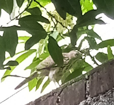 10sunshinegal's tweet photo. A red-wented #bulbul's #birdsong woke my #snooze & while admiring that #bird caught sight of this 1: #Shikra/#sparrowhawk out my window on the wall under #sitaphal/#custardapple tree
Perfect #photocall
Months before caught a #natgeo moment here as the shikra hunted a #chameleon https://t.co/wcSOl1uRY0