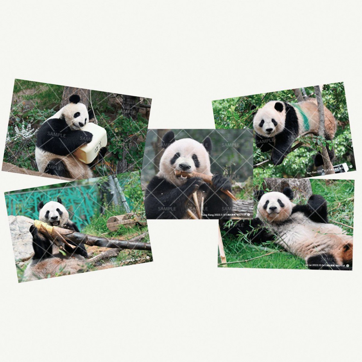新品】シャンシャン パンダ バスタオル UCHINO×上野松坂屋 上野動物園