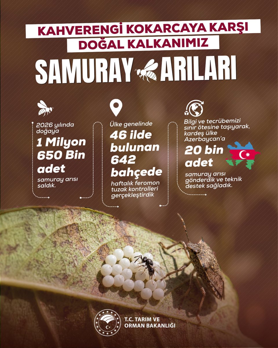 TCTarim's tweet photo. Kahverengi kokarcaya karşı en güçlü biyolojik kalkanımız devrede. 🛡️🐝

Doğayı kendi dengesiyle korumak ve üreticimizin emeğine sahip çıkmak için 2026 yılında çalışmalarımızı hızlandırdık:

✅ 1 Milyon 650 Bin samuray arısını doğaya saldık.
✅ 46 ilde 642 bahçede düzenli feromon tuzak kontrolleri yaptık.
✅ Kardeş ülke Azerbaycan’a 20 bin samuray arısı göndererek teknik destek sağladık.