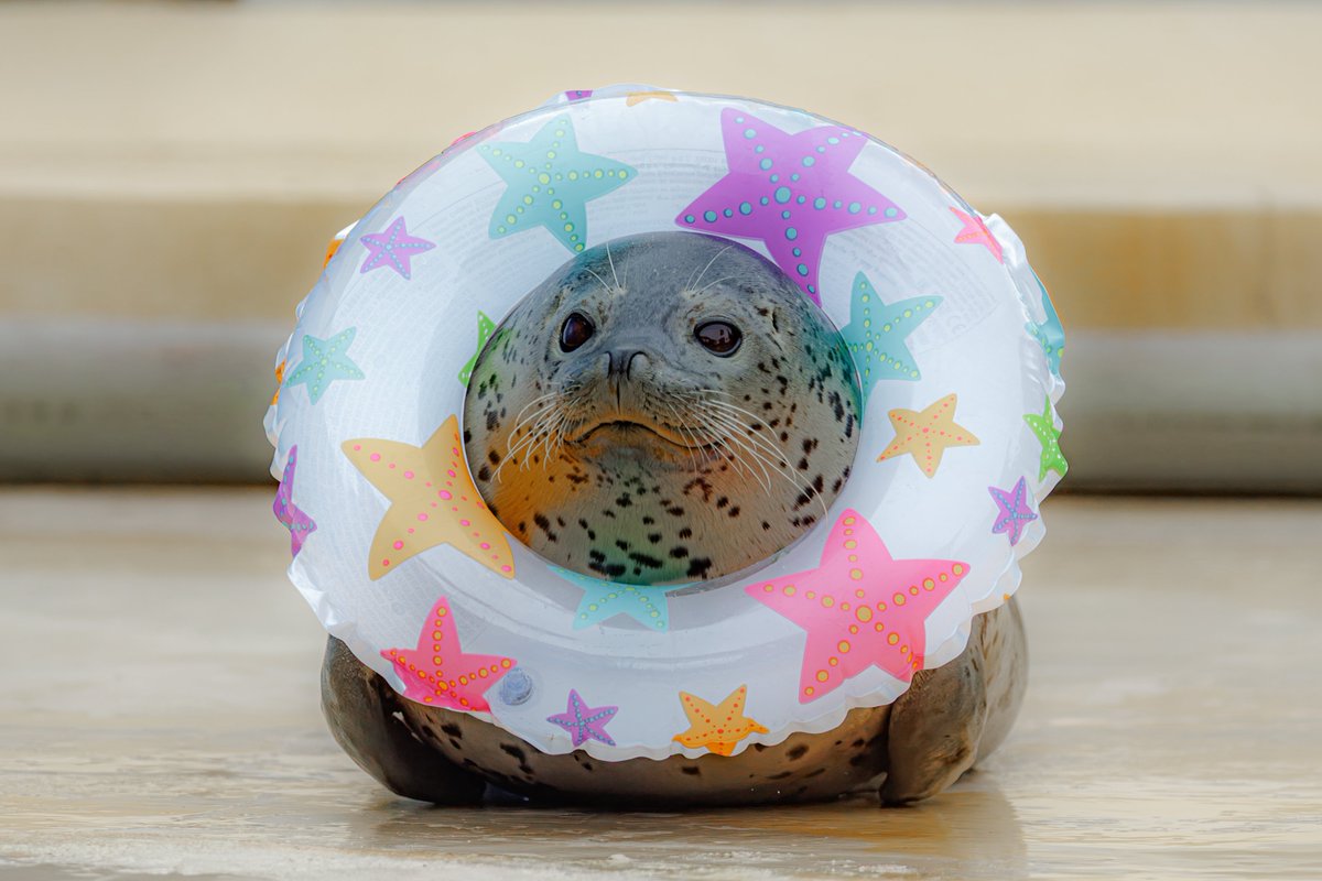 Rice_moon0305's tweet photo. #東武動物公園 
#ゴマフアザラシ 
#1日1もちもち https://t.co/aflatXCzOD