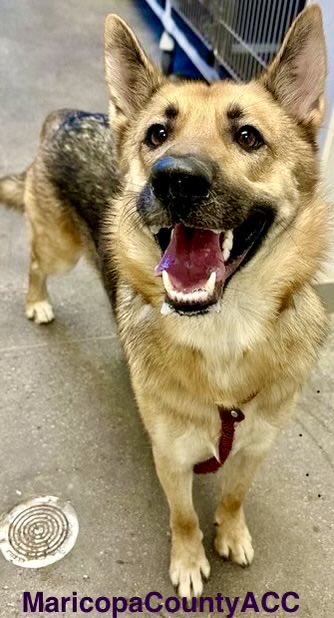 LilaFlw's tweet photo. DRAGGED to EUTH ROOM ANY SECOND😭😭😭

🆘Can anyone FOSTER (free!) or ADOPT heartbroken Henry?

Henry #A5167006 deadline expired, EUTHANASlA FIRST THING THIS AM @ Maricopa County ACC.

Follow instructions in 🧵’s 2nd tweet if you can help👇 https://t.co/q7VZbswOYW
