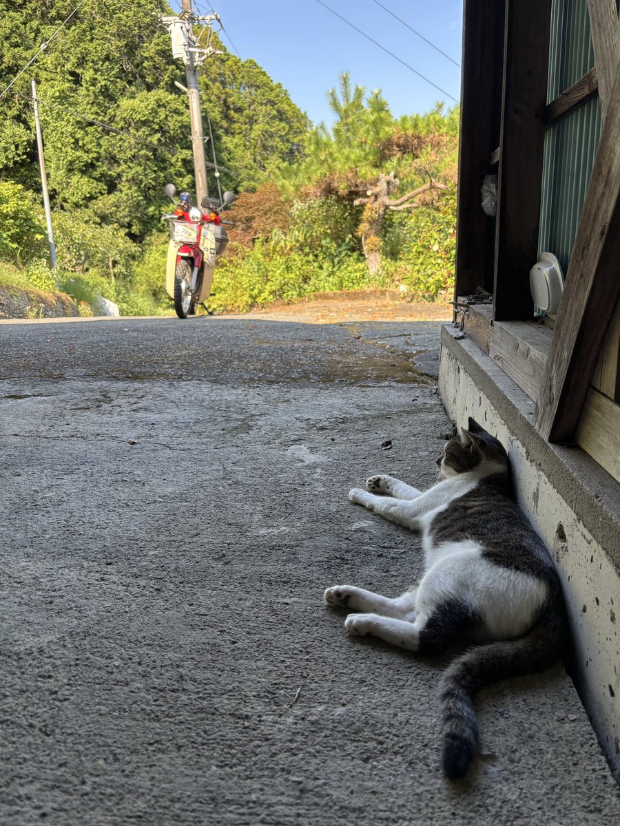 sabitorider's tweet photo. 実家帰ったら母が「猫が涼しい軒下じゃなくて、離れの車庫ばっかりおるんよ」

庭に咲き誇るクレマチスが猫にとって毒らしい。猫ちゃん、わかってて避けてるんかな？それよりも母にこの事実を伝えるべきかどうか🧐 https://t.co/A4ShewXBF2