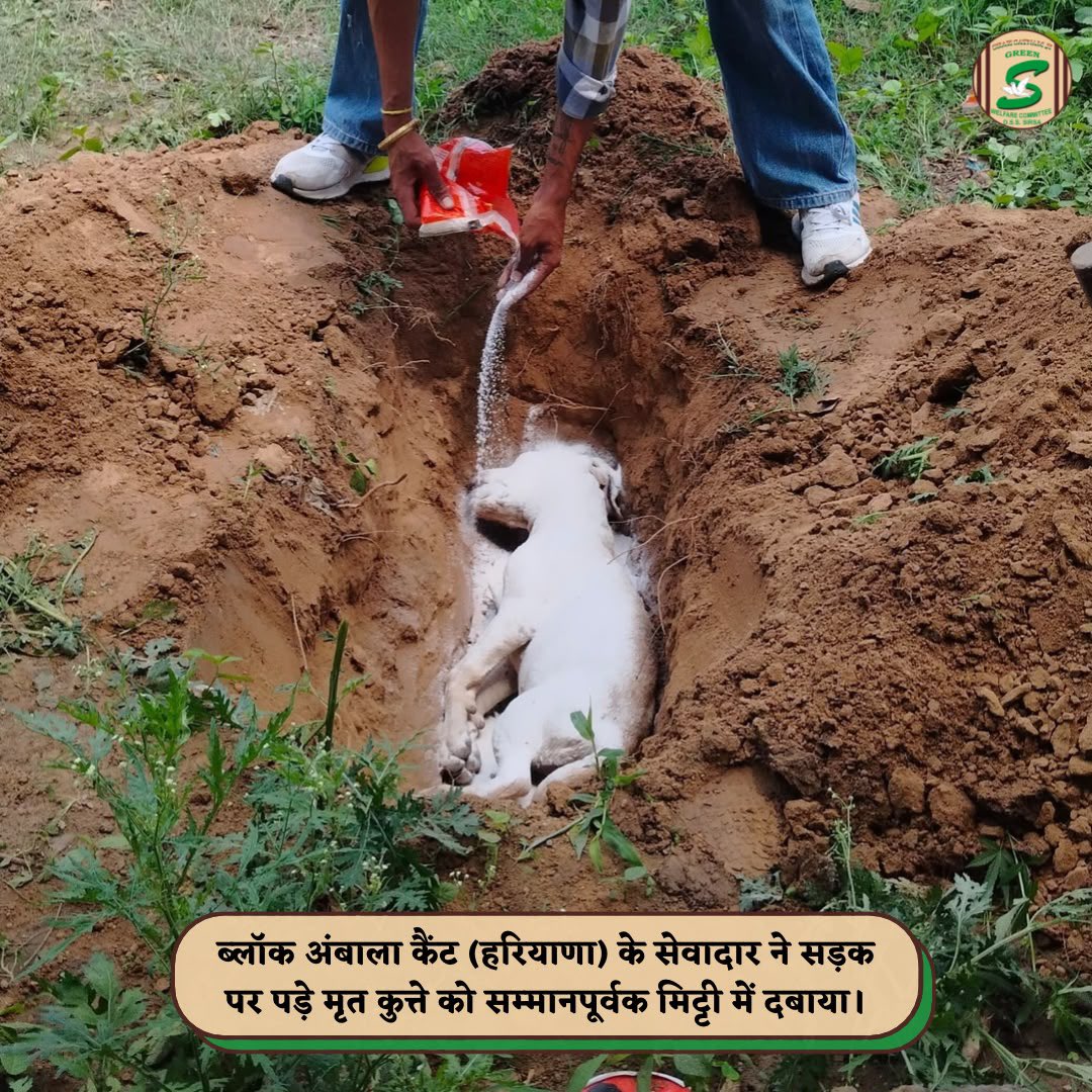 GreenSwelfares's tweet photo. "True humanity is reflected in how we treat those who cannot speak. 🐾A Shah Satnam Ji Green 'S' Welfare Committee volunteer from Ambala Cantt (Haryana) respectfully buried a deceased dog found on the roadside. By giving the innocent soul a dignified farewell, the volunteer not only honored every life but also helped ensure road safety by clearing the road of a potential hazard. Such selfless acts remind us that true humanity extends to every living being, even in their final moments.

#RespectForLife #RoadSafety #AnimalWelfare