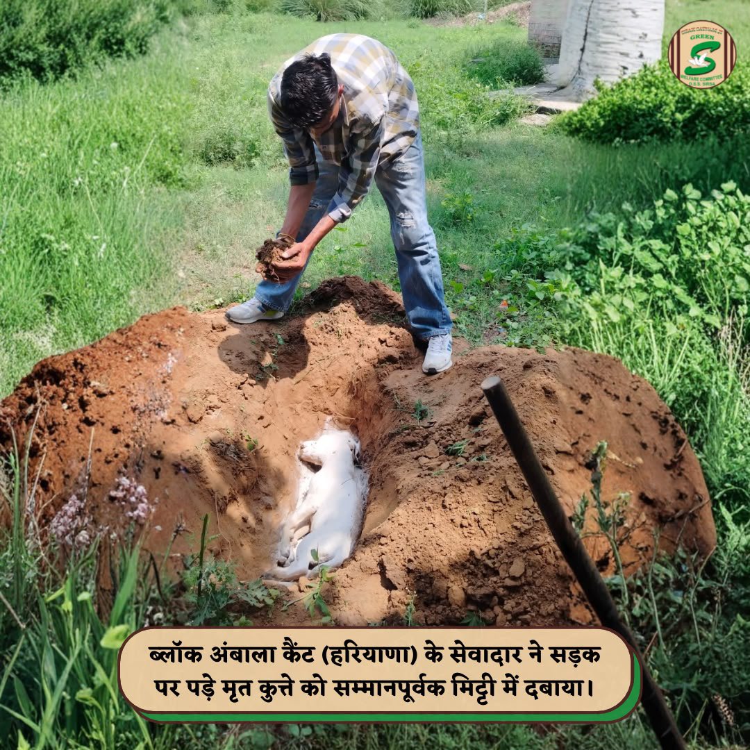 GreenSwelfares's tweet photo. "True humanity is reflected in how we treat those who cannot speak. 🐾A Shah Satnam Ji Green 'S' Welfare Committee volunteer from Ambala Cantt (Haryana) respectfully buried a deceased dog found on the roadside. By giving the innocent soul a dignified farewell, the volunteer not only honored every life but also helped ensure road safety by clearing the road of a potential hazard. Such selfless acts remind us that true humanity extends to every living being, even in their final moments.

#RespectForLife #RoadSafety #AnimalWelfare